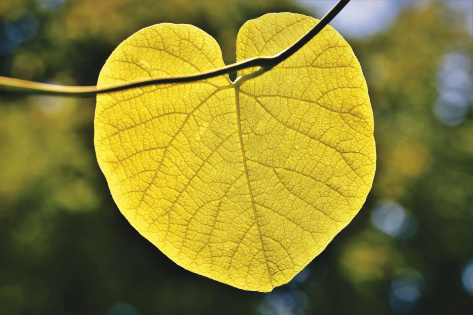 Article Focus Qi-Gong : S'ouvrir à l'énergie du printemps