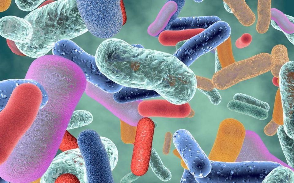 Article Le microbiote et ses fonctions essentielles