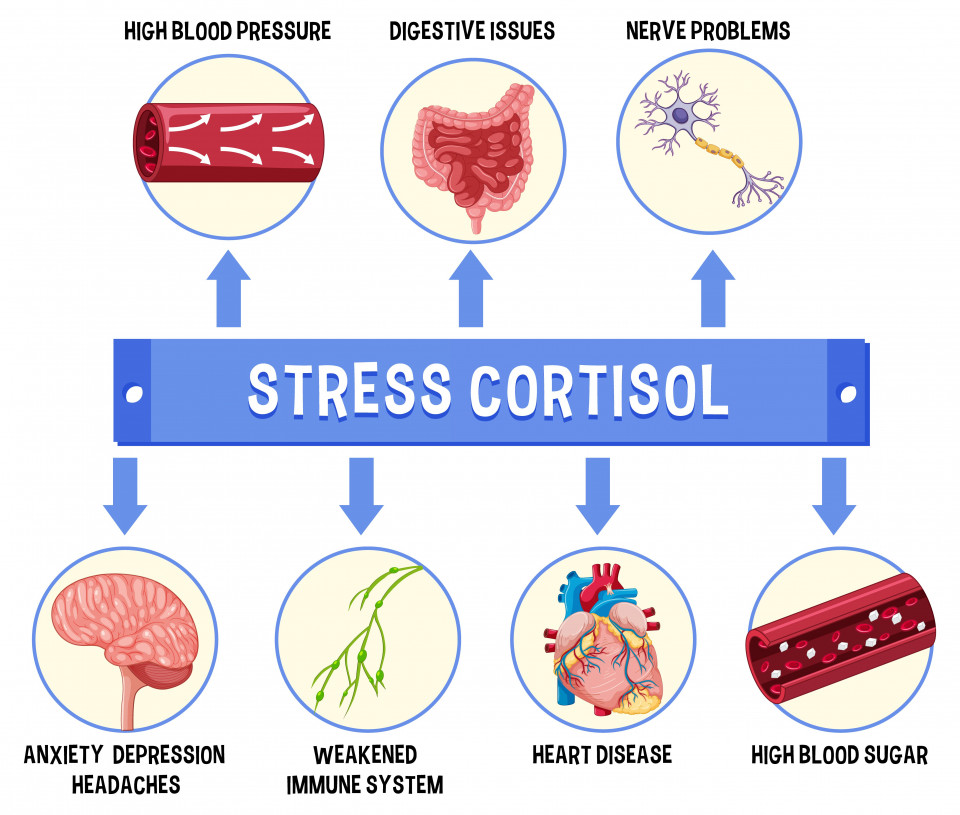 Article Le stress dans votre corps : quand la physiologie s'emballe